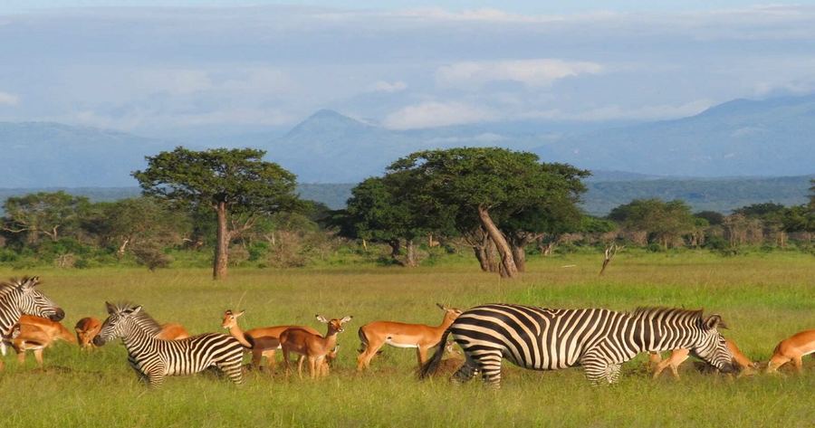 Flying to Dar es Salaam: A Plus Travel's Guide to Tanzania's Coastal Capital