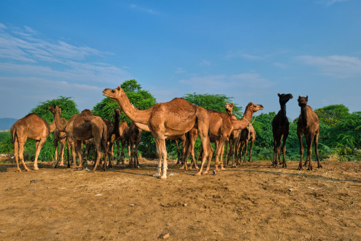 Flying to Hargeisa: A Plus Travel's Guide to Somaliland's Capital