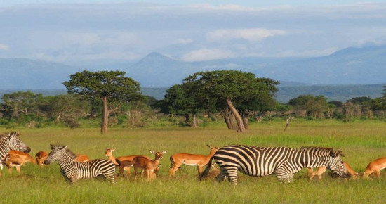 Flying to Dar es Salaam: A Plus Travel's Guide to Tanzania's Coastal Capital